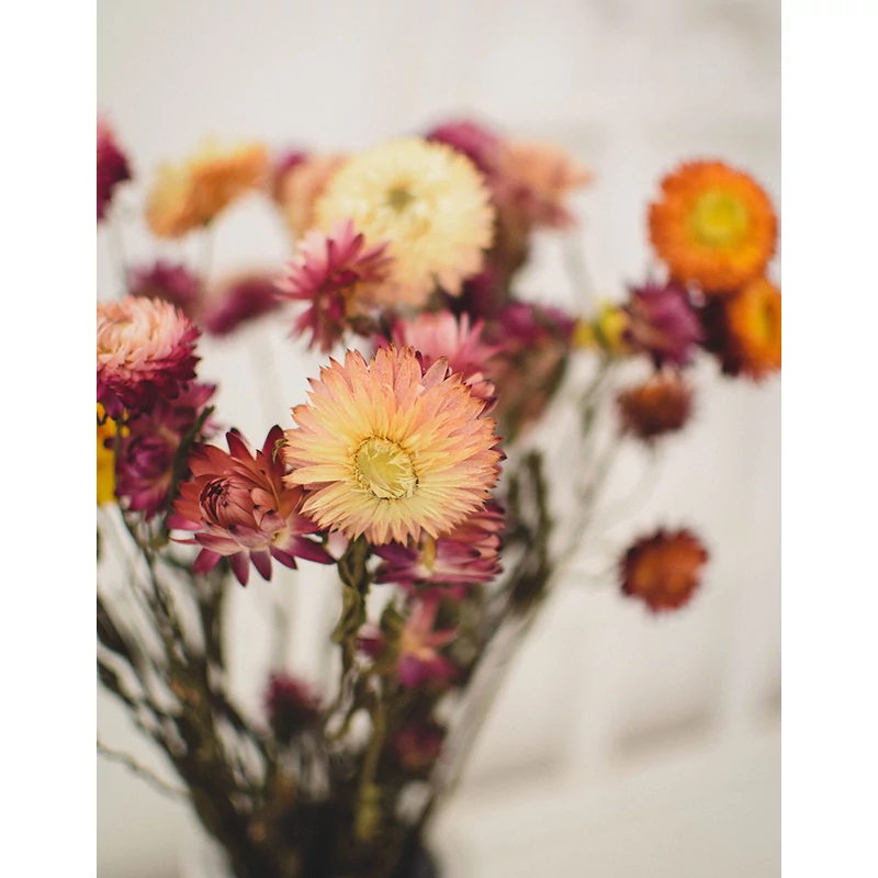 szárított szalmarózsa