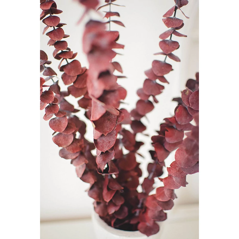 preparált eukaliptusz szárazvirág