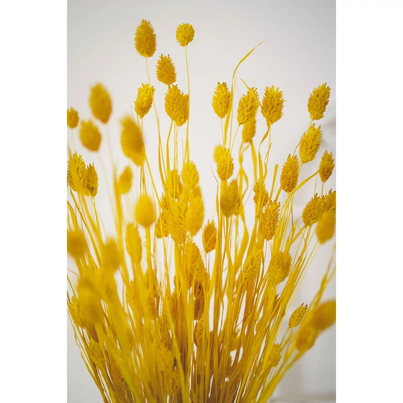 szárazvirág fénymag sárga