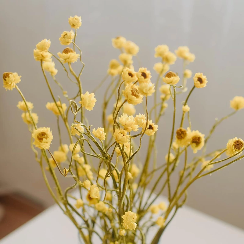 szárazvirág, ammóbium