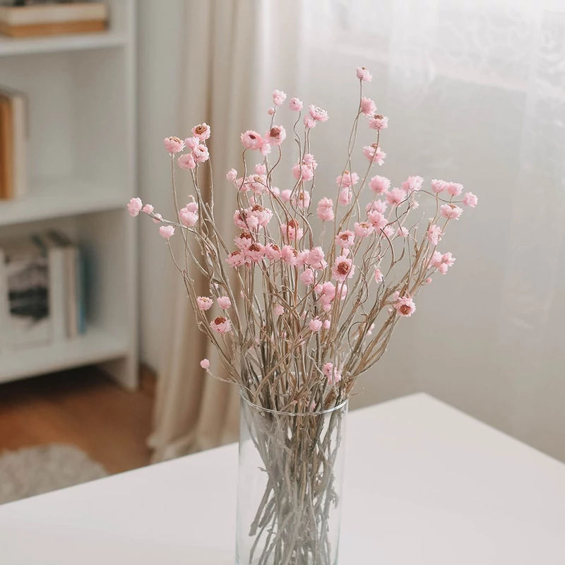 szárazvirág, ammóbium