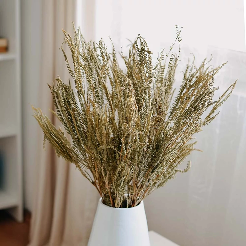 szárazvirág, ágas páfrány