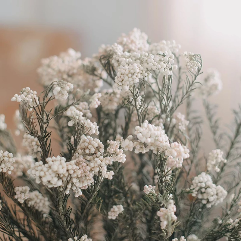 szárazvirág, riszvirág