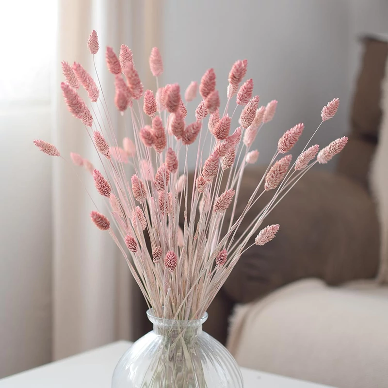 szárazvirág, fénymag