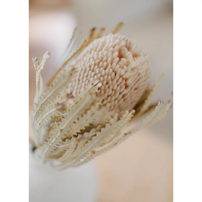 banksia szárazvirág