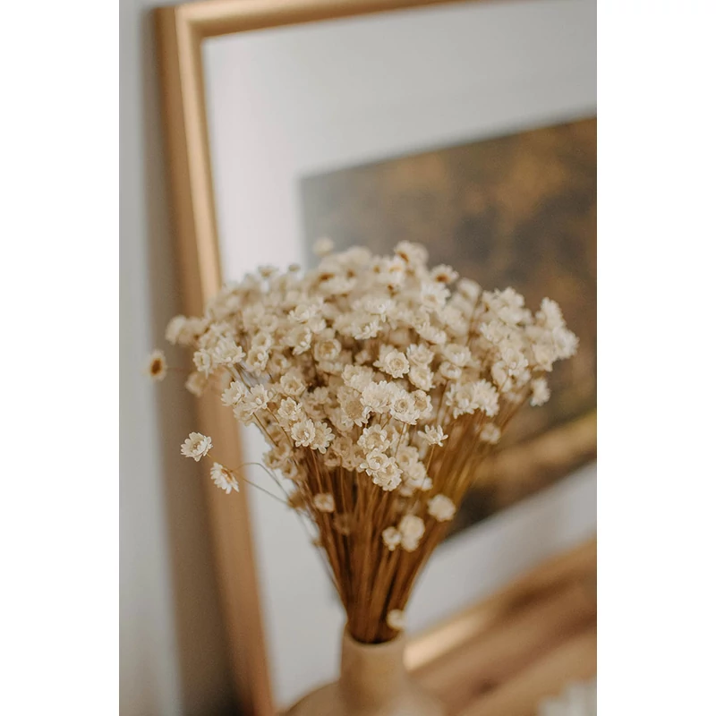 glixia szárazvirág