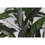 Kép 3/4 - Szárazvirág - eukaliptusz - lándzsáslevelű - kis  csokorban