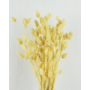 Kép 2/3 - Szárazvirág - fénymag - sárgás fehér