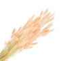 Kép 1/4 - szárazvirág, lagurus
