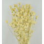 Kép 2/4 - Szárazvirág - nigella - sárgás fehér