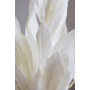 Kép 2/7 - Szárazvirág - cocculus cserje - preparált fehér