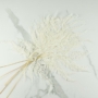 Kép 1/4 - szárazvirág, százszorszép