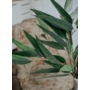 Kép 3/3 - szárazvirág, eukaliptusz