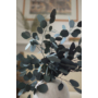 Kép 3/4 - eukaliptusz