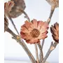 Kép 4/4 - Szárazvirág - protea rozetta