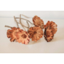 Kép 3/4 - Szárazvirág - protea rozetta