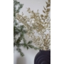 Kép 3/4 - Szárazvirág - ruscus - pezsgő