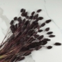 Kép 1/2 - szárazvirág, fénymag